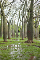 Flooding in Europe after rain. Bottle tree or Ceiba Chorisia exotic trees in the park Turia in Valencia, Spain. Flood in the park - trees in the deep water in spring