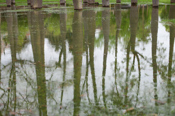 Flooding in Europe after rain. Bottle tree or Ceiba Chorisia exotic trees in the park Turia in Valencia, Spain. Flood in the park - trees in the deep water in spring
