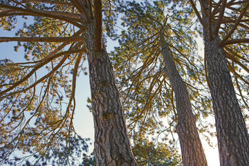 Fototapeta premium Coniferous trees. View from bottom to top