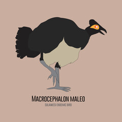 Maleo Vector (Macrocephalon maleo) illustrations