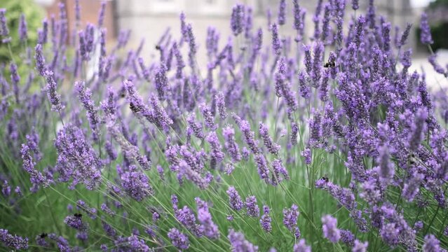 Flying bumble-bee gathering pollen from lavender blossoms. Close up Slow Motion. Beautiful Blooming Lavender Flowers swaying in wind. Provence, South France, Europe. Calm Cinematic Nature Background