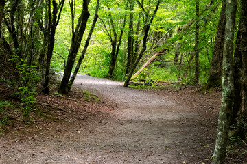 The Oconaluftee Valley near the River in Western NC