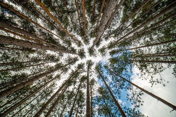 View up from bottom of pine trees in forest at summer sunshine. Big and tall pine and spruce trees with sun light.