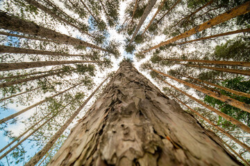 Pine and spruce trees at the Lumberjack route. Pine forest is a natural resource. Lumberjack road...