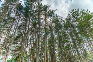 View up from bottom of pine trees in forest at summer sunshine. Big and tall pine and spruce trees with sun light.