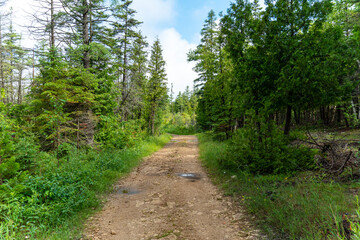 Pine and spruce trees at the Lumberjack route. Pine forest is a natural resource. Lumberjack road in the wild forest.