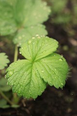 Green strawberry plant growing in the garden.