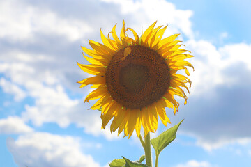 Sunflower high in the sky against the clouds, July 2022