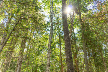 Bottom view of tall old trees in evergreen wild forest in Ontario of Canada. Looking up at spruce...