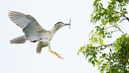 Black-crowned Night Heron in flight spreading their wings to slow down before landing