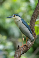 Black-crowned Night Heron perching on a tree branch