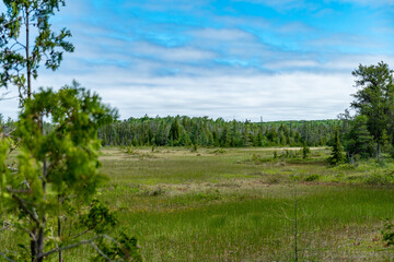 Woodlands of North America Ontario, Canada. Green fir and spruce trees background. Wild forests at Singing Sands, large sandy beach on Lake Huron. Popular tourist visit location.  Bruce Peninsula.