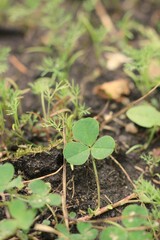 plant growing in soil