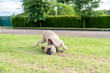 Itching french bulldog rubbing it's head on grass field.