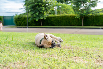 Itching french bulldog rubbing it's head on grass field.