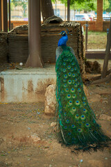 Obraz premium a beautiful peacock with a long tail