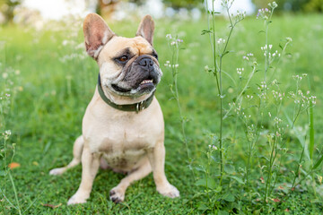 french bulldog puppy sitting at little ironweed field.