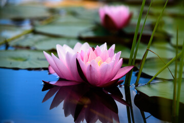 .beautiful red water lilies with green leaves in a park pond on a sunny summer day