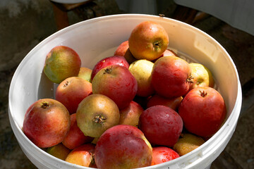Freshly picked ripe pears in the bucket