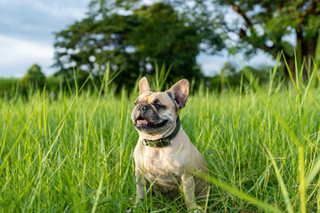 French bulldog sitting at grass field looking away.