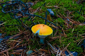 mushroom in the forest