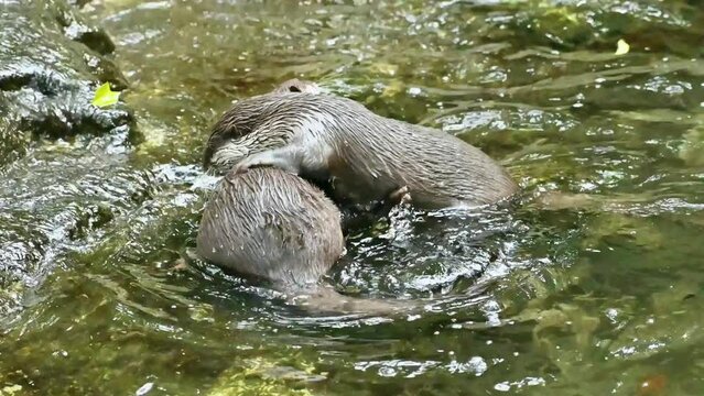  otter couple selection 1