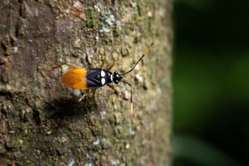 beautiful insect in nature,Thailand.