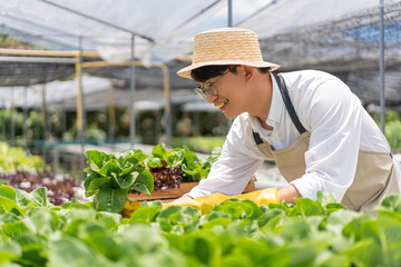 Naklejka na ściany i meble Hydroponic vegetable concept, Young Asian man picking fresh salad in hydroponic farm