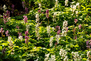 Full frame shot of a cluster of purple and white flowering hollow larkspur (Corydalis cava) in a spring forest, a beautiful natural background