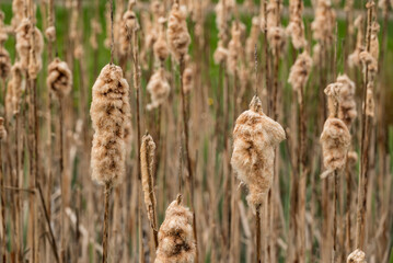 Full frame shot of the dried flower spikes of common bulrush plants (Typha latifolia) in the 