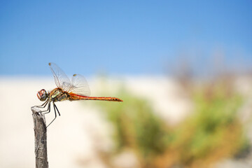 Großlibelle rastet auf einem Ast am Strand im Sonnenlicht