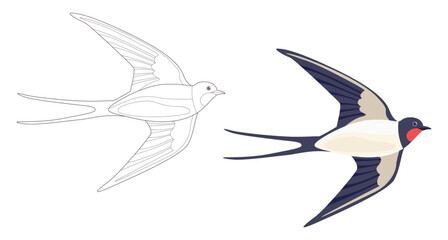 Coloring page outlined flying swallows. Bird in flight. Vector flat illustration isolated on white. Coloring book for children.
