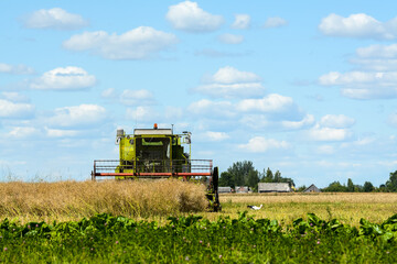 Obraz premium Harvesting rapeseed on a sunny summer day 