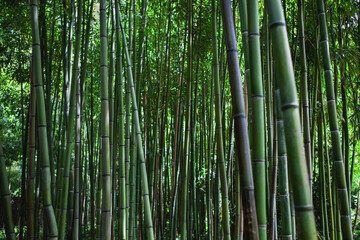 Bamboo background in a public park