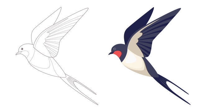 Coloring page outlined flying swallows. Bird in flight. Vector flat illustration isolated on white. Coloring book for children.