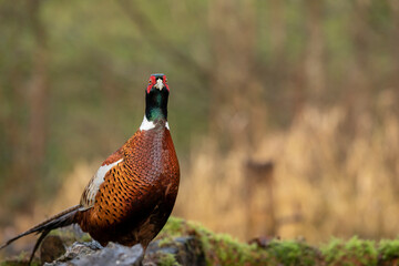 Common Pheasant (Phasianus colchicus) Standing on top of  moss covered stone wall. Full breeding plumage.
