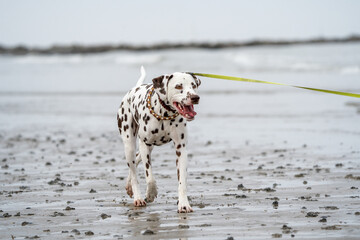 dalmatian on the beach	
