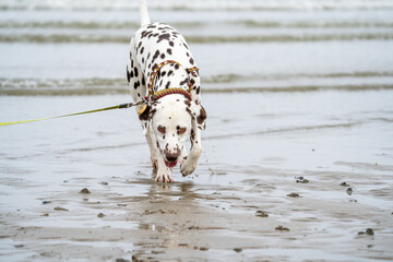 dalmatian on the beach	
