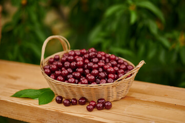 sweet cherry in a wicker basket near the tree freshly harvested berries
