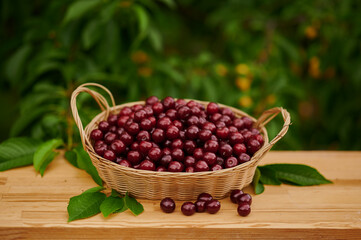 sweet cherry in a wicker basket near the tree freshly harvested berries