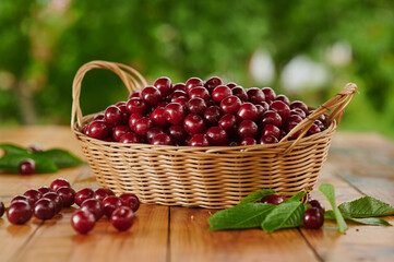 Fototapeta na wymiar sweet cherry in a wicker basket near the tree freshly harvested berries