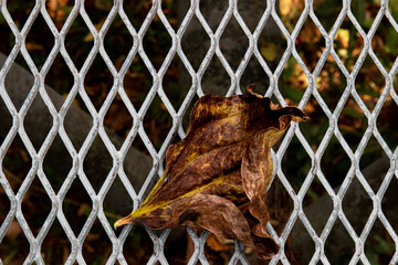 Dried Falling leaf on the Expanded Metal