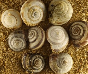White Italian Snails (Theba pisana) on sand, South Australia