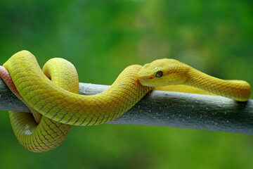 Timeresurus Insularis, Trimeresurus Albolabris on the branch