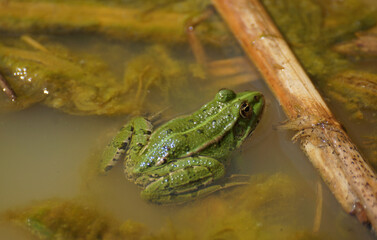 Grüner Teichfrosch in einem Sumpf. Man sieht ihn schräg von hinten. 