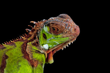 Iguana Albino walking on the grass