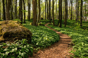 Idyllic spring forest scene with a hiking path amidst loads of wild garlic (Allium ursinum), lined with trees and moss-covered rocks, Saubrink/Oberberg nature reserve, Ith, Ith-Hils-Weg, Germany
