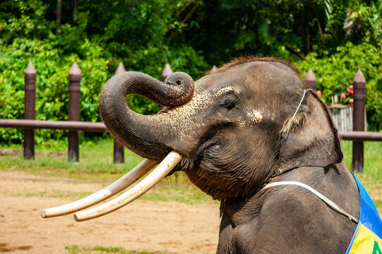 Asian elephants, male elephants, baby elephants, male elephants in Thailand