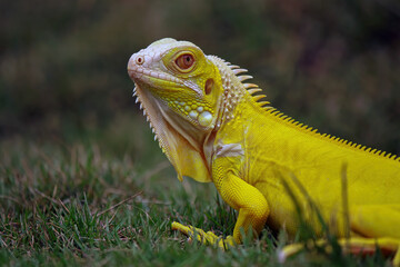 Iguana Albino walking on the grass