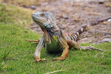 Red Iguana walking in the grass